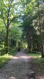 Hundeauslaufgebiet-Wald zwischen Germering und Planegg-Bild