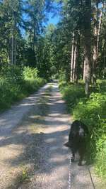 Hundeauslaufgebiet-Wald zwischen Germering und Planegg-Bild