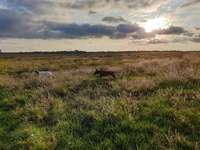 Hundeauslaufgebiet-Einflugschneise Flughafen Berlin Schönefeld-Bild