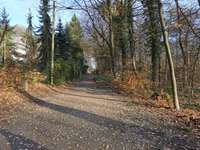 Hundeauslaufgebiet-Mirker Hain-Bild