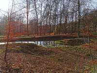 Hundeauslaufgebiet-Mirker Hain-Bild