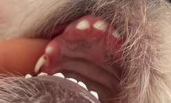 Zahnwechsel Welpe-Beitrag-Bild