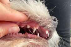 Zahnwechsel Welpe-Beitrag-Bild