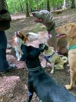 Rudel mit ungleichen Hunden gefährlich für die Kleinen?-Beitrag-Bild