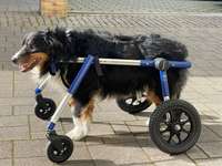 Walkin'Wheels Rollwagen und Frontanbau für Hunde-Beitrag-Bild