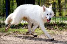 Hundeauslaufgebiet-Silbersee-Bild