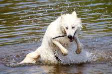 Hundeauslaufgebiet-Silbersee-Bild
