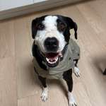 Wie bekomme ich meine Hündin aufmerksamer?-Beitrag-Bild