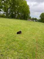 Hundeauslaufgebiet-Elbpark Entenwerder-Bild