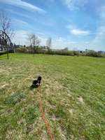 Hundeauslaufgebiet-Elbpark Entenwerder-Bild