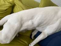 Beule rechte Seite-Beitrag-Bild