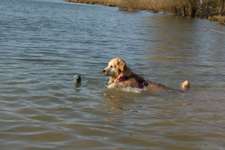 Hundeauslaufgebiet-Bergwerksee Reichelsheim-Bild