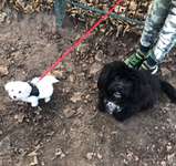 Hundeauslaufgebiet-Am Seggeluchbecken-Bild