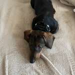 Ersteller:in Pauline Regina Lea Profilbild