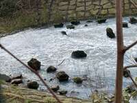 Hundeauslaufgebiet-Harpener Teiche-Bild