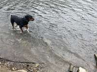 Hundeauslaufgebiet-Harpener Teiche-Bild