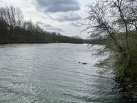 Hundeauslaufgebiet-Harpener Teiche-Bild