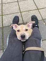 APBT Mamas & Papas-Beitrag-Bild