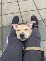 APBT Mamas & Papas-Beitrag-Bild