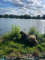 Hundeauslaufgebiet-Rund um den Angelteich-Bild