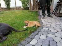 Kennt jmd die Rasse.-Beitrag-Bild