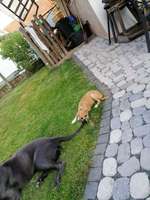 Kennt jmd die Rasse.-Beitrag-Bild