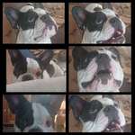 Fotocollage-Beitrag-Bild