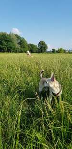 Hundeauslaufgebiet-An der Sternbrücke-Bild