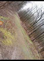 Hundeauslaufgebiet-Hundeauslauf Schirnau-Bild