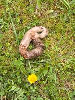 Kot sieht komisch aus-Beitrag-Bild