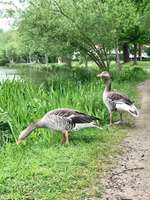 Hundeauslaufgebiet-Taxetwald-Bild