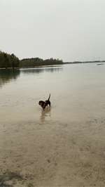 Hundeauslaufgebiet-Beachclub Nethen Hundestrand-Bild