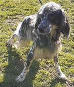 Suchmeldung-Ala del Titerno-Bild