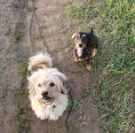 Hundeauslaufgebiet-Urdenbacher Altrhein-Bild