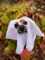 33.Farben Challenge: 
Thema Herbstfarben-Beitrag-Bild