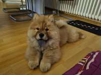 Chow  Chow-Beitrag-Bild