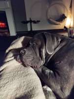 Cane corso krank?-Beitrag-Bild