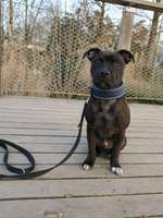 Suche Hundeschule /Trainer spezialisiert auf Listenhunde in Frankfurt und Umgebung.-Beitrag-Bild