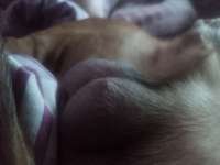 "Pickel" am Hoden-Beitrag-Bild