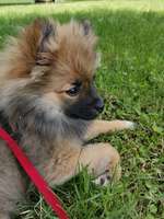 Kastration zur Tumorvorbeugung?-Beitrag-Bild