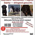 Suchmeldung-Dainty-Bild