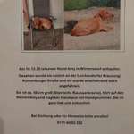 Suchmeldung-Amy-Bild