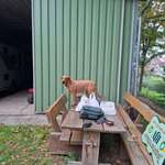 Suchmeldung-Steirische Rauhaarbracke-Bild