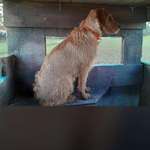 Suchmeldung-Amy-Bild