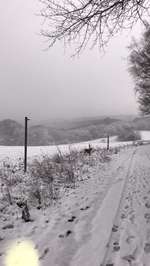 Hundeauslaufgebiet-Schmittenhöhe-Bild