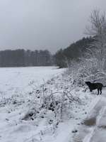 Hundeauslaufgebiet-Schmittenhöhe-Bild