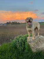 Hundeauslaufgebiet-Auf'm Kamp-Bild