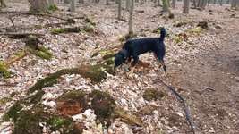 Hundeauslaufgebiet-Brandheide-Bild