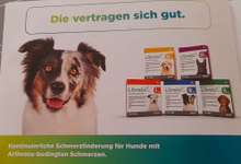 Schmerzlinderung für Hunde-Beitrag-Bild