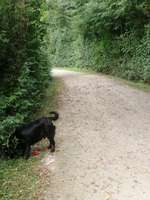 Hundeauslaufgebiet-Tutenbrocksee-Bild